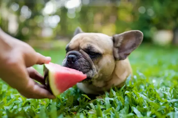 Francuski buldog je z watermelon. Czy pies może jeść czeresnie? Nie, ale watermelon jest bezpieczna.
