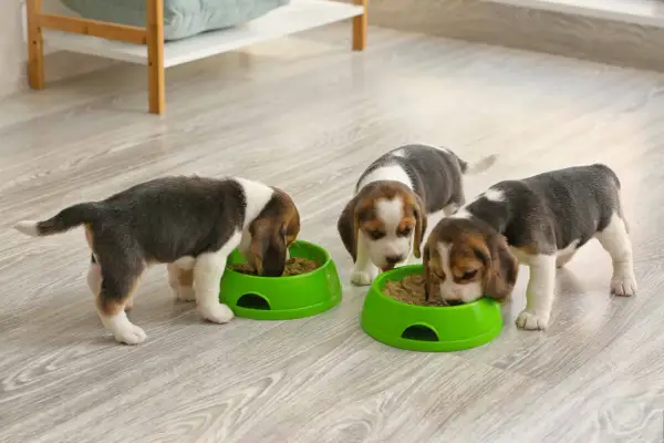 Trzy szczenięta beagle jedzą z zielonych misek. Właściwe żywienie to klucz do zdrowia, gdy zastanawiasz się, czym karmić szczeniaka.