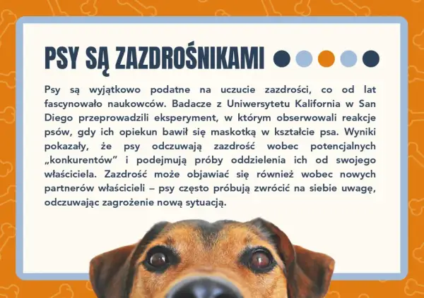 Ciekawostki o psach: Psy bywają zazdrosne! Badania pokazują, że psy odczuwają zazdrość wobec "konkurentów" i nowych partnerów właścicieli.