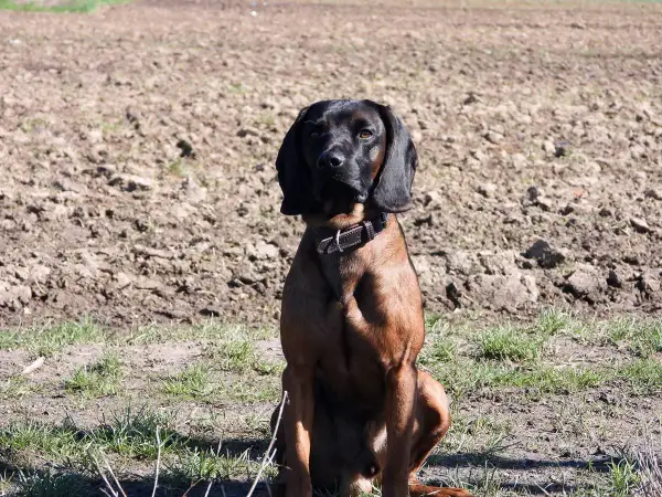 Posokowiec bawarski siedzi na tle zaoranego pola, gotów do tropienia.